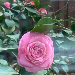 Meet your Posher, Kaye